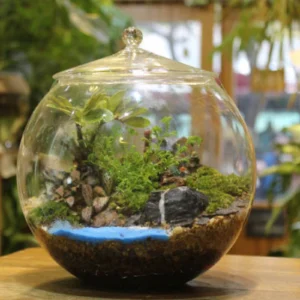 Terrarium Verre Bocal DIY