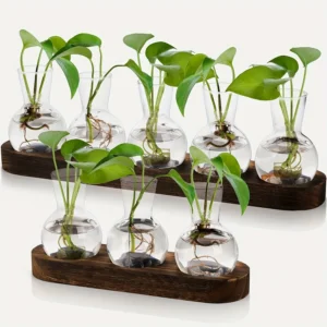 Terrarium Hydroponique Verre Bois