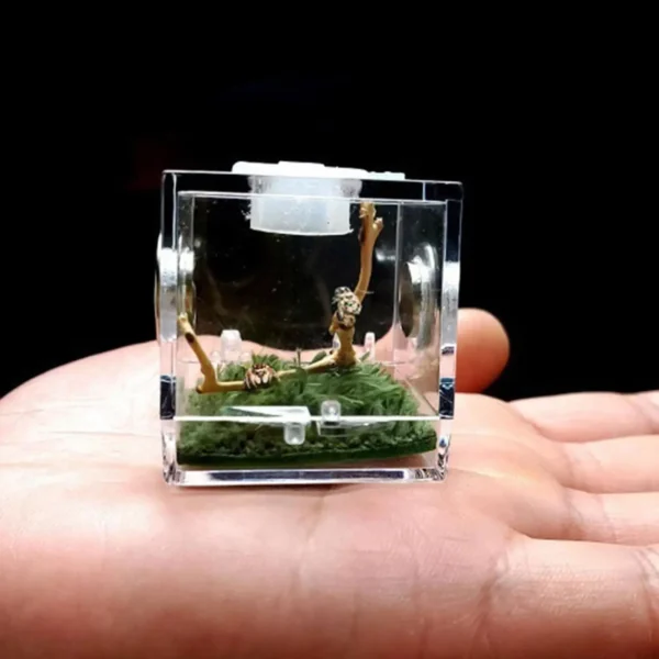 Boîte d’observation en acrylique pour araignée sauteuse avec mousse et bois flotté