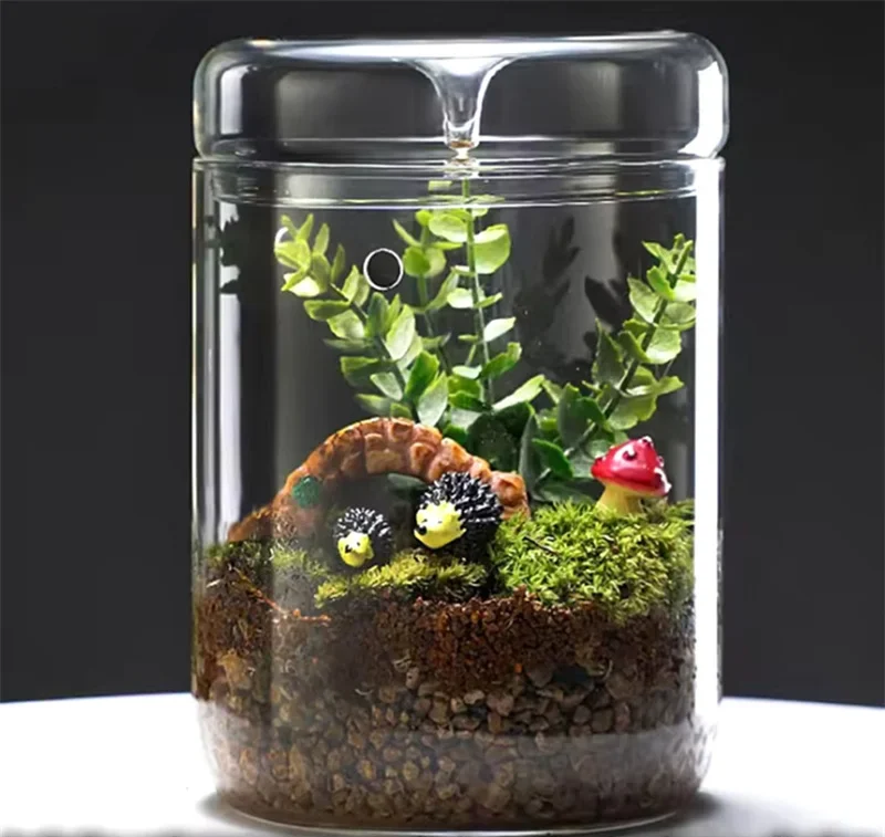Écosystème miniature en verre – Pour mousse & bonsaï – Image 3