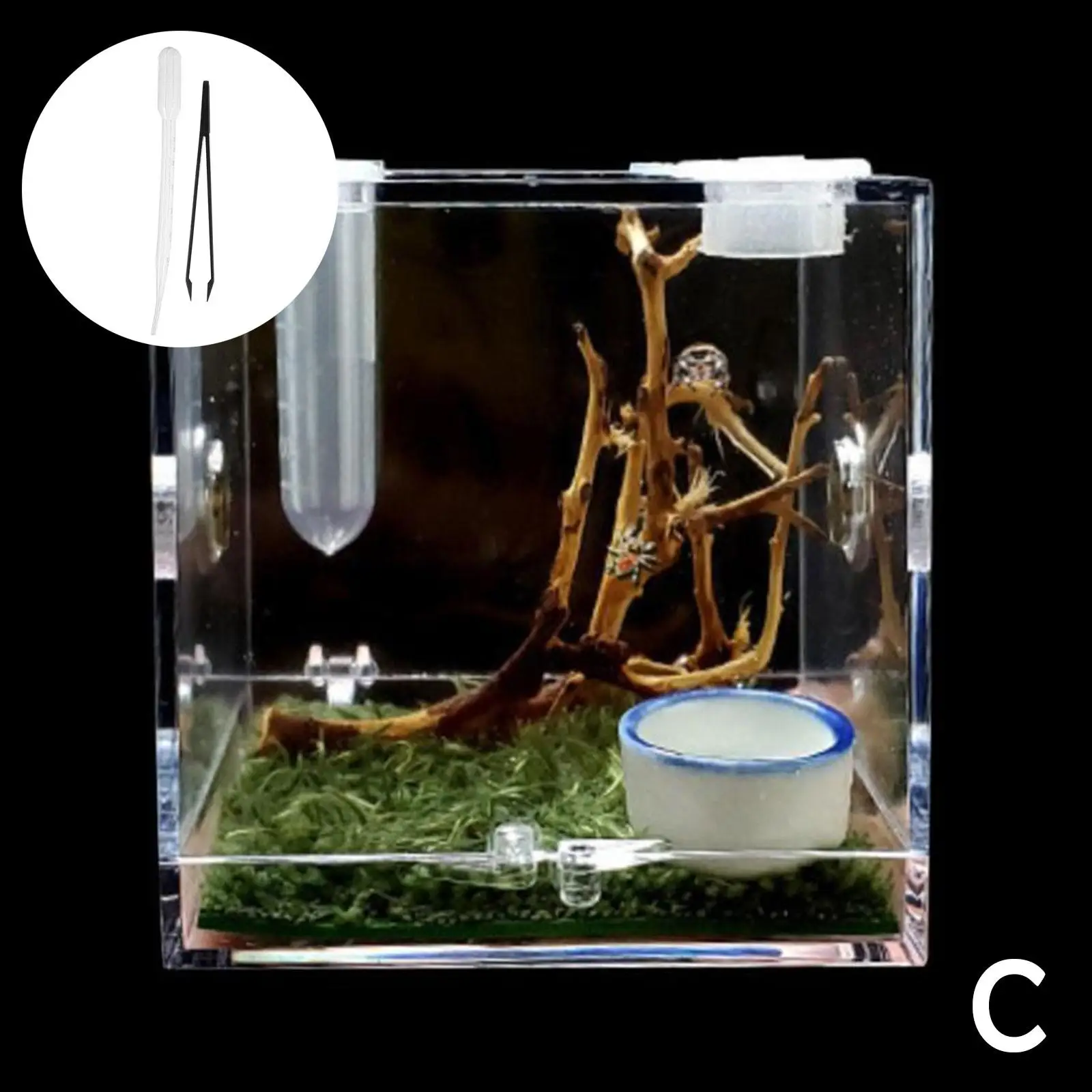Boîte d’observation pour araignée sauteuse – Sécurisée – Image 4