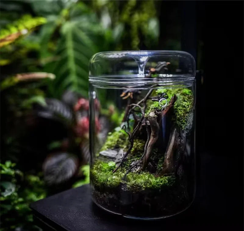 Écosystème miniature en verre – Pour mousse & bonsaï – Image 4