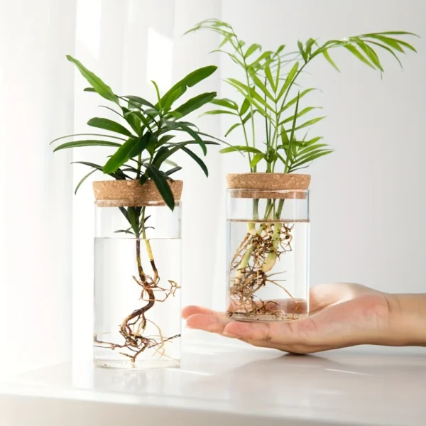 Vase en verre transparent avec bouture de pothos enracinée – décoration bureau apaisante