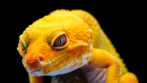 Terrarium Gecko Léopard