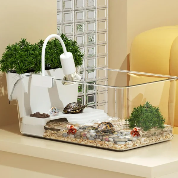 errarium transparent avec petite tortue sur plateforme de repos – observation reptiles bureau, usage éducatif